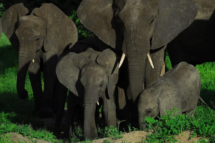Elephant